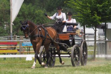 Teil 15 – Leinenhaltung nach Achenbach